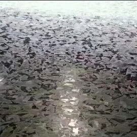 Le zingage a roulé l'acier galvanisé 30mm-1500mm laminé à froid